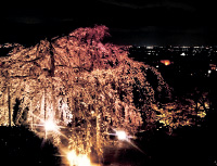 20周年記念しだれ桜夜間無料公開