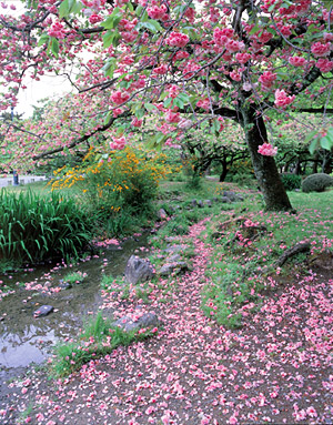 京都御苑