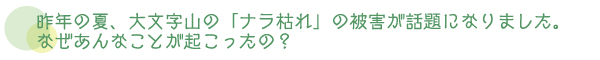 昨年の夏、大文字山の「ナラ枯れ」の被害が話題になりました。なぜあんなことが起こったの？