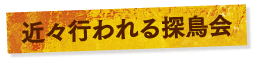 近々行われる探鳥会