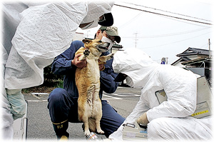 犬の放射能スクリーニングの様子