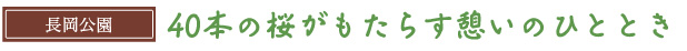 40本の桜がもたらす憩いのひととき　長岡公園
