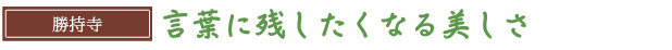 言葉に残したくなる美しさ　勝持寺