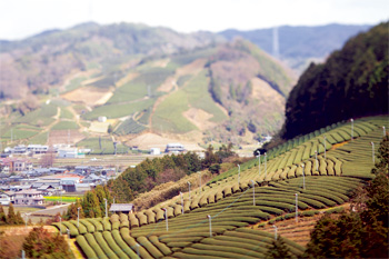 和束町内4地域の茶畑が、京都府景観資産登録地域に指定され、写真奥に見えるのがそのひとつ「釜塚の茶畑」 