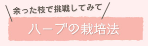 余った枝で挑戦してみて　ハーブの栽培法