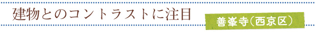 建物とのコントラストに注目