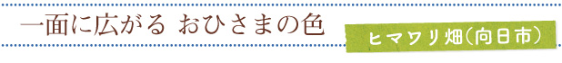 一面に広がるおひさまの色