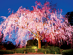 うっとりするほど幻想的 春宵 桜のライトアップを楽しむ リビング京都