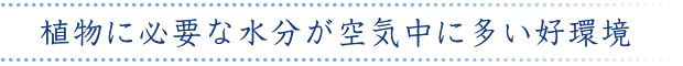 植物に必要な水分が空気中に多い好環境