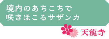 境内のあちこちで咲きほこるサザンカ／天龍寺