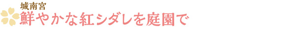 城南宮／鮮やかな紅シダレを庭園で