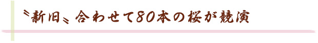 〝新旧〟合わせて80本の桜が競演