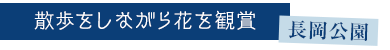 散歩をしながら花を観賞　長岡公園