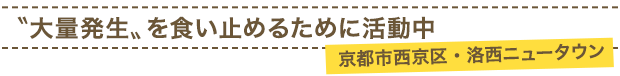 〝大量発生〟を食い止めるために活動中／京都市西京区・洛西ニュータウン