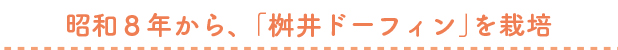 昭和8年から、「桝井ドーフィン」を栽培