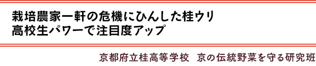 栽培農家一軒の危機にひんした桂ウリ。高校生パワーで注目度アップ／京都府立桂高等学校 京の伝統野菜を守る研究班