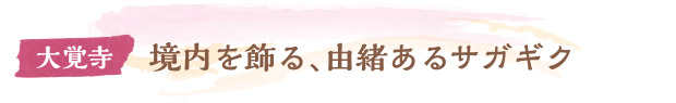 境内を飾る、由緒あるサガギク／大覚寺