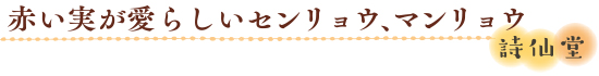 赤い実が愛らしいセンリョウ、マンリョウ　詩仙堂