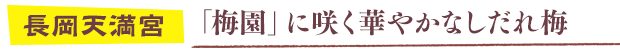 長岡天満宮／「梅園」に咲く華やかなしだれ梅