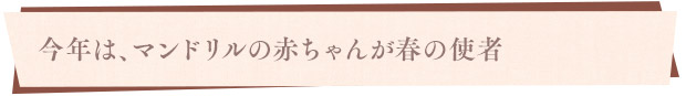 今年は、マンドリルの赤ちゃんが春の使者