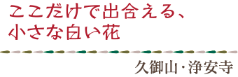 ここだけで出合える、小さな白い花／久御山・浄安寺