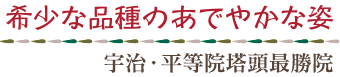 希少な品種のあでやかな姿／宇治・平等院塔頭最勝院