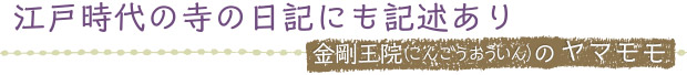 江戸時代の寺の日記にも記述あり／金剛王院（こんごうおういん）のヤマモモ