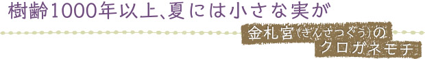 樹齢1000年以上、夏には小さな実が／金札宮（きんさつぐう）のクロガネモチ