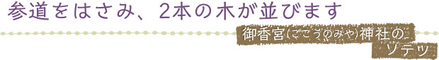 参道をはさみ、2本の木が並びます／御香宮（ごこうのみや）神社のソテツ