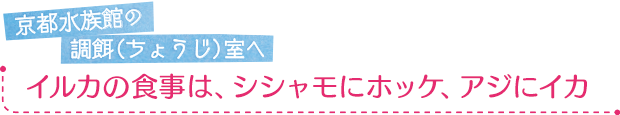 京都水族館の調餌室へ／イルカの食事は、シシャモにホッケ、アジにイカ