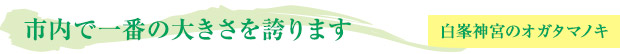 市内で一番の大きさを誇ります／白峯神宮のオガタマノキ