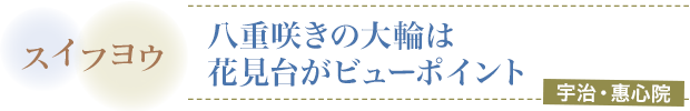 スイフヨウ／八重咲きの大輪は花見台がビューポイント／宇治・惠心院