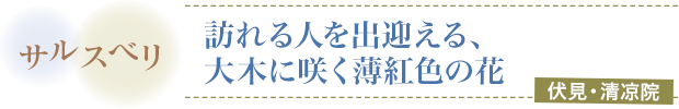 サルスベリ／訪れる人を出迎える、大木に咲く薄紅色の花／伏見・清凉院