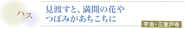 ハス／見渡すと、満開の花やつぼみがあちこちに／宇治・三室戸寺