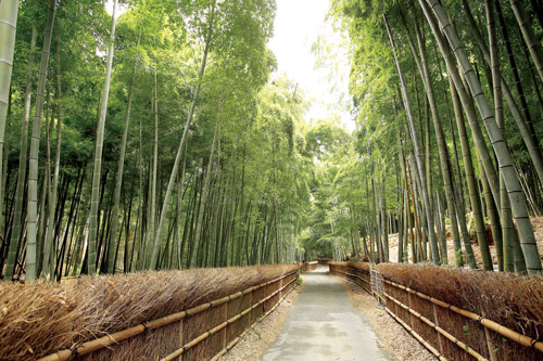 奥深き 竹の世界 リビング京都