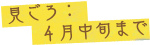 見ごろ：4月中旬まで