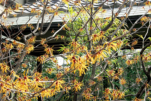庭園内の茶席「大休庵（だいきゅうあん）」の前のマンサク