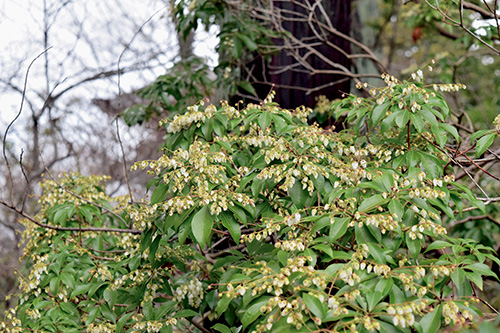 花のピークは2月下旬～3月末とのこと