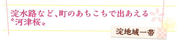 約500ｍの桜並木は、夜もおすすめ　前川堤沿い