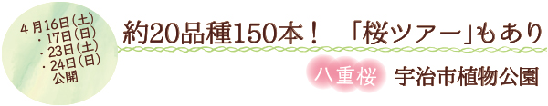 約20品種150本！「桜ツアー」もあり　八重桜　宇治市植物公園　　4月16日（土）・17日（日）・23日（土）・24日（日）公開