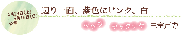 辺り一面、紫色にピンク、白　ツツジ　シャクナゲ　三室戸寺　4月23日（土）～5月15日（日）公開