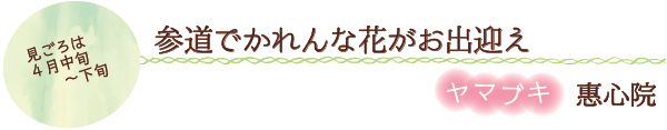 参道でかれんな花がお出迎え　ヤマブキ　惠心院　見ごろは４月中旬～下旬