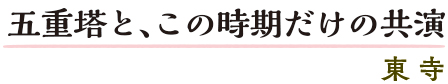 五重塔と、この時期だけの共演　東寺