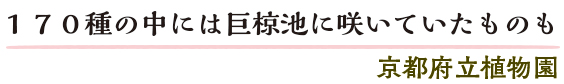 １７０種の中には巨椋池に咲いていたものも　京都府立植物園