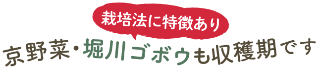 栽培法に特徴あり　京野菜・堀川ゴボウも収穫期です