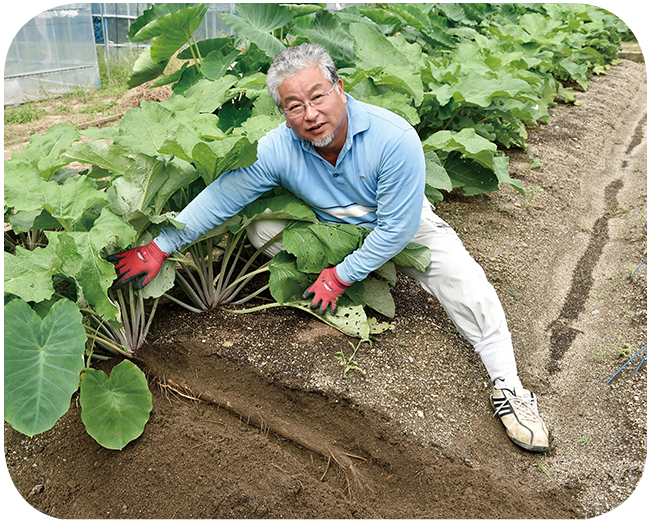 風味豊かな旬のゴボウを食卓に リビング京都