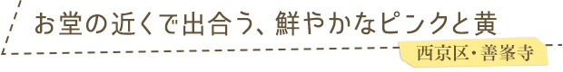 お堂の近くで出合う、鮮やかなピンクと黄／西京区・善峯寺