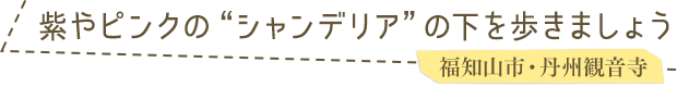 紫やピンクの“シャンデリア”の下を歩きましょう／福知山市・丹州観音寺