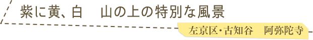 紫に黄、白　山の上の特別な風景／左京区・古知谷　阿弥陀寺