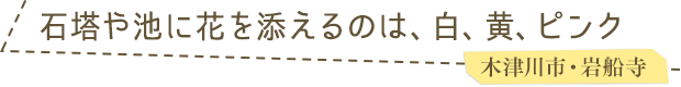 石塔や池に花を添えるのは、白、黄、ピンク／木津川市・岩船寺